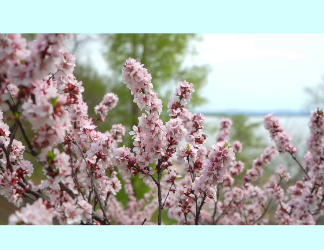 banner video still image